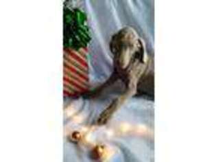 Weimaraner Puppy for sale in Mc Clure, PA, USA