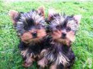 Yorkshire Terrier Puppy for sale in MONMOUTH, OR, USA