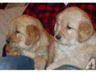 Golden Retriever Puppy for sale in BREAD LOAF, VT, USA