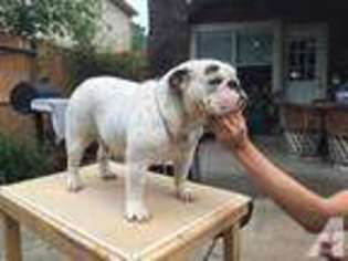 Bulldog Puppy for sale in KATY, TX, USA