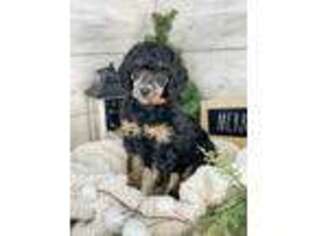 Mutt Puppy for sale in Elkton, SD, USA