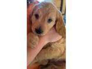 Goldendoodle Puppy for sale in Inez, KY, USA