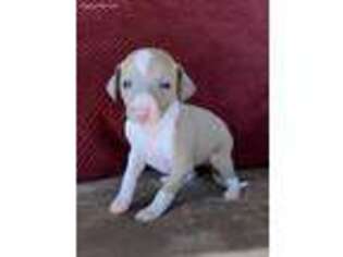 Italian Greyhound Puppy for sale in Joshua Tree, CA, USA