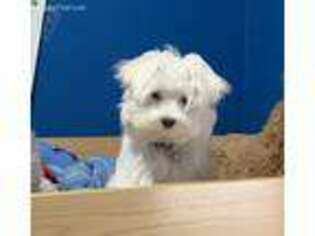 Maltese Puppy for sale in Hewitt, NJ, USA