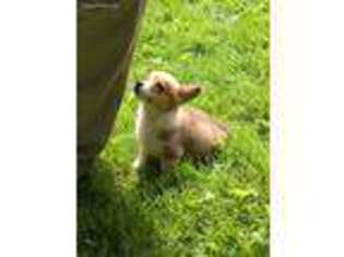 Pembroke Welsh Corgi Puppy for sale in Postville, IA, USA