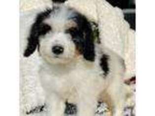 Mutt Puppy for sale in Greenacres, WA, USA