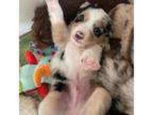 Miniature Australian Shepherd Puppy for sale in Holland, MI, USA