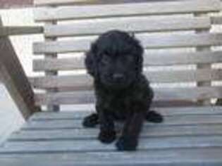 Cavapoo Puppy for sale in Scales Mound, IL, USA