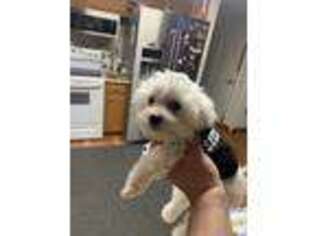 Maltese Puppy for sale in Auburn, WA, USA