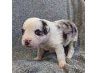 Miniature Australian Shepherd Puppy for sale in Delaplane, VA, USA