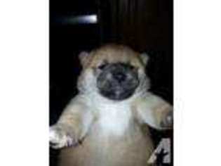Shiba Inu Puppy for sale in NORTH BEND, WA, USA