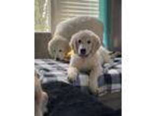 Golden Retriever Puppy for sale in Wentzville, MO, USA