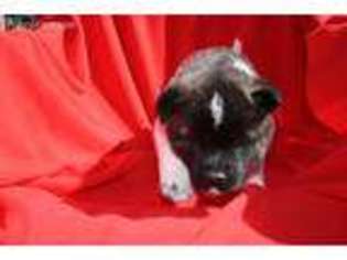 Akita Puppy for sale in Yorba Linda, CA, USA
