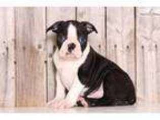 Boston Terrier Puppy for sale in Columbus, OH, USA