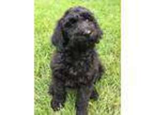 Labradoodle Puppy for sale in Waukon, IA, USA