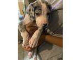 Great Dane Puppy for sale in Haines City, FL, USA