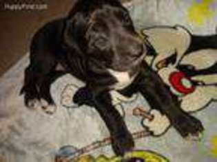 Great Dane Puppy for sale in Milford, PA, USA