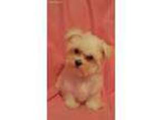 Maltese Puppy for sale in Cocoa, FL, USA