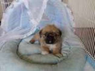 Brussels Griffon Puppy for sale in Waynesboro, PA, USA
