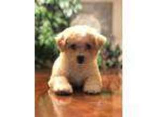 Cavapoo Puppy for sale in Scottsdale, AZ, USA