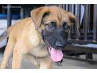Belgian Malinois Puppy for sale in Kaneohe, HI, USA