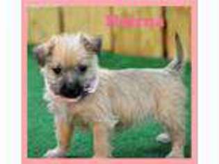 Cairn Terrier Puppy for sale in Maysville, OK, USA