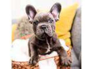French Bulldog Puppy for sale in New Berlin, WI, USA