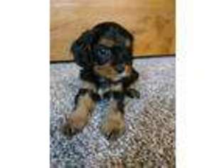 Cavapoo Puppy for sale in Doon, IA, USA