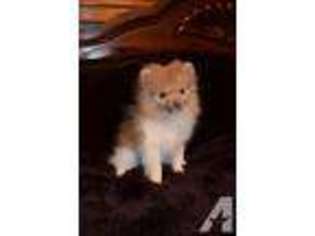 Pomeranian Puppy for sale in ELGIN, TX, USA