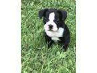 Mutt Puppy for sale in Greenville, MO, USA