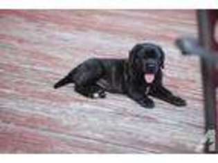 Mastiff Puppy for sale in UXBRIDGE, MA, USA