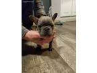 French Bulldog Puppy for sale in East Berlin, PA, USA
