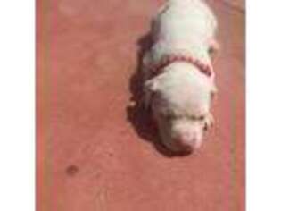 Mutt Puppy for sale in Upper Marlboro, MD, USA