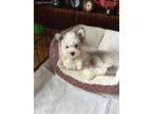 Mutt Puppy for sale in Westfield, PA, USA