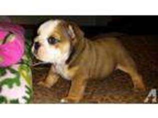 Bulldog Puppy for sale in PLEASANTON, TX, USA