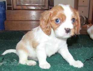 Cavalier King Charles Spaniel Puppy for sale in Stover, MO, USA