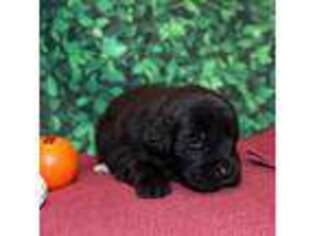 Newfoundland Puppy for sale in Bethel, PA, USA