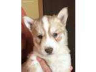 Siberian Husky Puppy for sale in Willmar, MN, USA