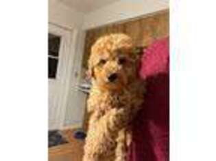 Goldendoodle Puppy for sale in Arcadia, FL, USA