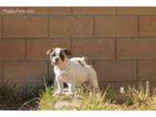 American Bulldog Puppy for sale in Corona, CA, USA