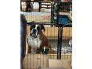 Boxer Puppy for sale in Canton, TX, USA