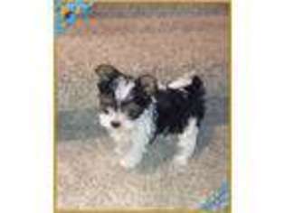Yorkshire Terrier Puppy for sale in Spirit Lake, ID, USA