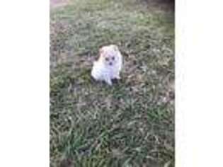 Pomeranian Puppy for sale in Plant City, FL, USA