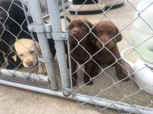Medium Photo #1 Labrador Retriever Puppy For Sale in Orlando, FL, USA