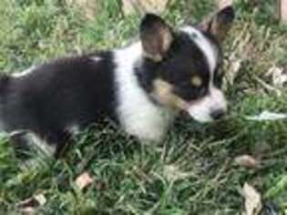 Pembroke Welsh Corgi Puppy for sale in Tuscola, TX, USA