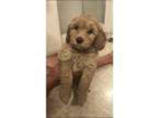 Goldendoodle Puppy for sale in Falling Waters, WV, USA