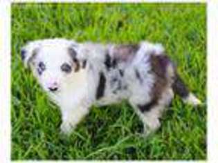 Border Collie Puppy for sale in Braxton, MS, USA