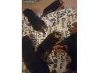 Rottweiler Puppy for sale in Middletown, OH, USA
