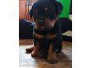Rottweiler Puppy for sale in Naples, NY, USA