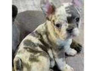French Bulldog Puppy for sale in Maricopa, AZ, USA